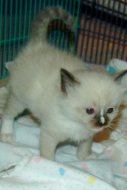 3 week old smudge